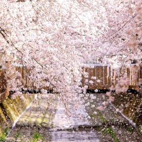 Jinhae Gunhangje Opens on March 22, Earliest Cherry Blossom Festival in 62 Years  2024 Korea Cherry Blossom Blooming Period